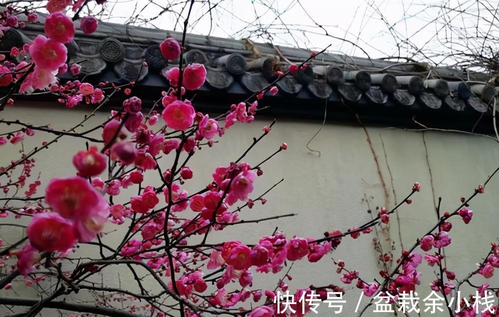 茶花|有钱人家的院子，爱养这4种花，高档有品味，富贵又典雅