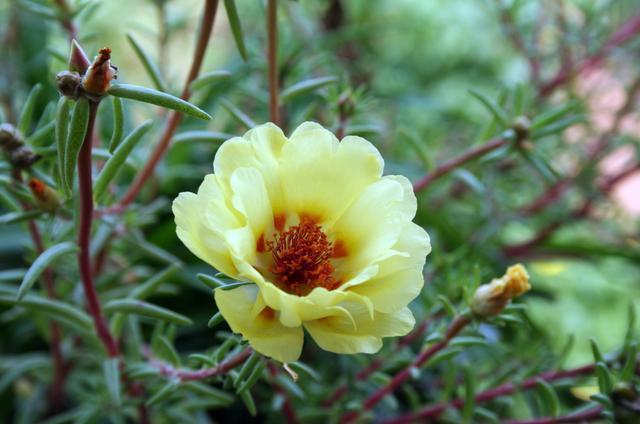 茉莉花|适合家养的5种花,开花数量大,好养易活四季开花,谁养谁上瘾