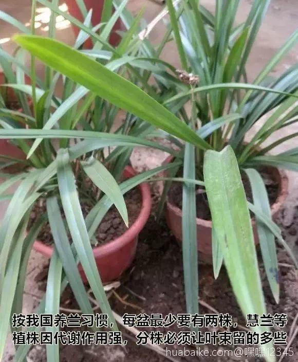 秋天给花铲一锹,一盆变五盆,根本不用扦插!