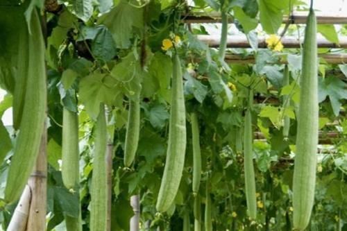 丝瓜|脂肪“讨厌”的5种食物,常吃点,燃脂排毒,体重嗖嗖往下降!