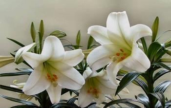 4种漂亮花,没有院子就不要养,盆栽长不出效果,白费力!