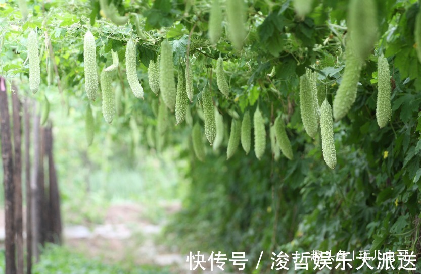营养土|苦瓜味道虽苦，却补肾健脾，栽培有技巧，种出好食苦瓜！