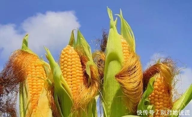 降糖|玉米须泡水喝,有4大功效,记住“一个搭配”,功效翻倍!