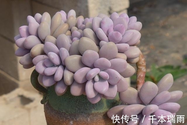 乌木|适合新手养护的4款经典多肉,便宜好养易上色,花友几乎都养过