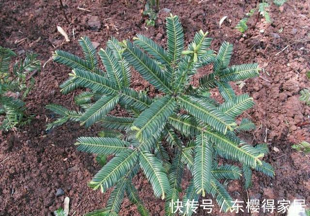 授粉|红豆杉只开花不结果,只要找准原因及时解决,满树结满红果果