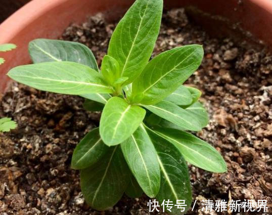 松松盆土|扦插长春花,有1个“技巧”,1棵养出30棵,棵棵开爆盆,好美!