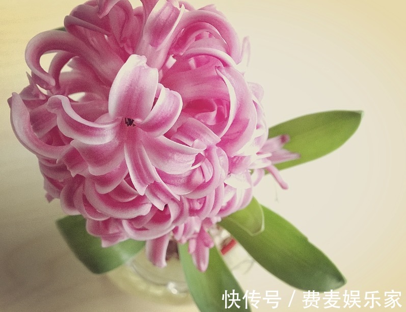 秋季养啥花这5款小花，便宜好养，简单打理就爆盆，花朵压满枝