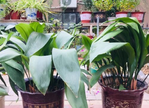 这些花超耐阴的,光照不好也能长出一片花海