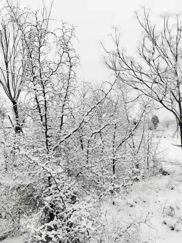 冬雪|一场冬雪，飞白作画，染了山水，美了岩画