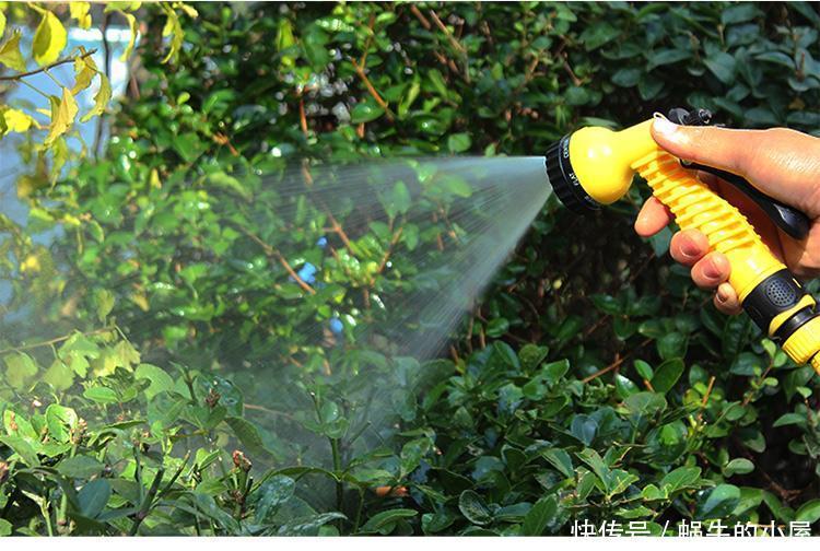 茶花开完花,正待修剪时,春天狠剪,夏秋冬莫动,花苞才满枝