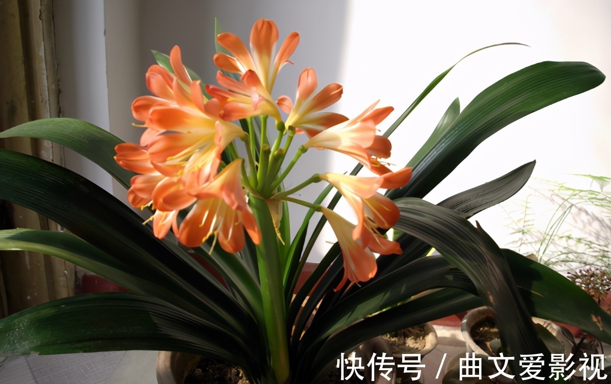 养君子兰|别郁闷，君子兰盆栽不开花了，满足4个条件，花开得停不下来