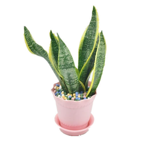 空气|家里摆这几盆花,不仅好看,还能净化空气,有利于身体健康!