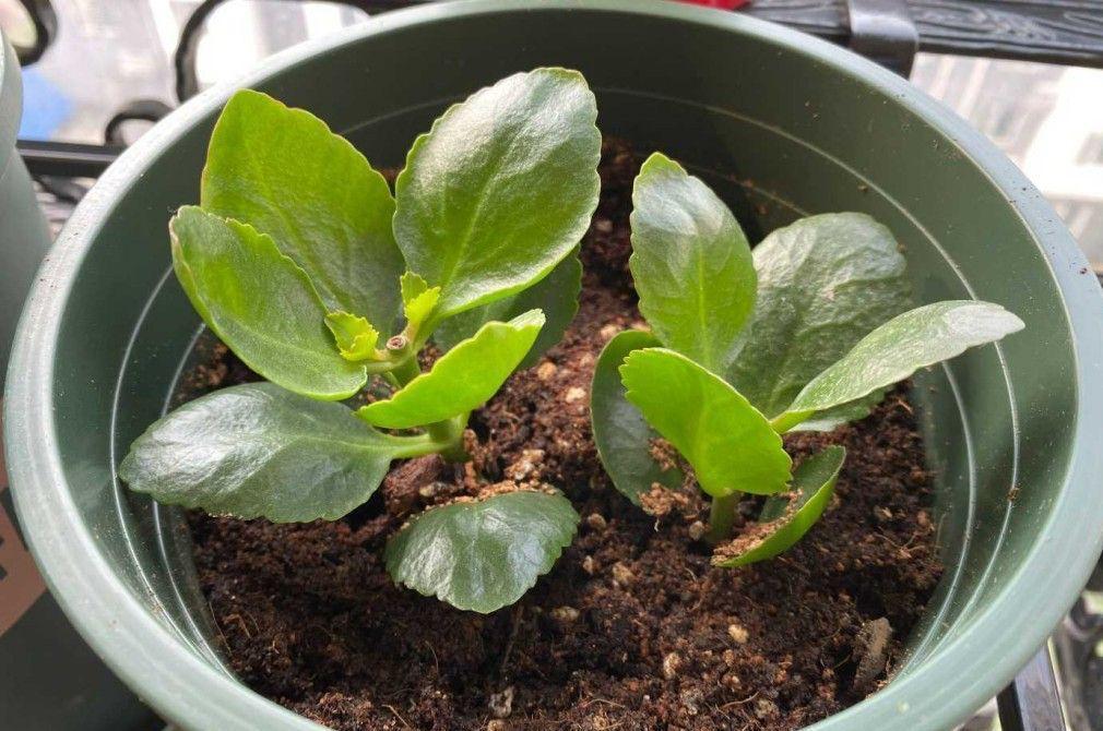 长寿花这样养，一盆变多盆，放在阳台挤爆盆