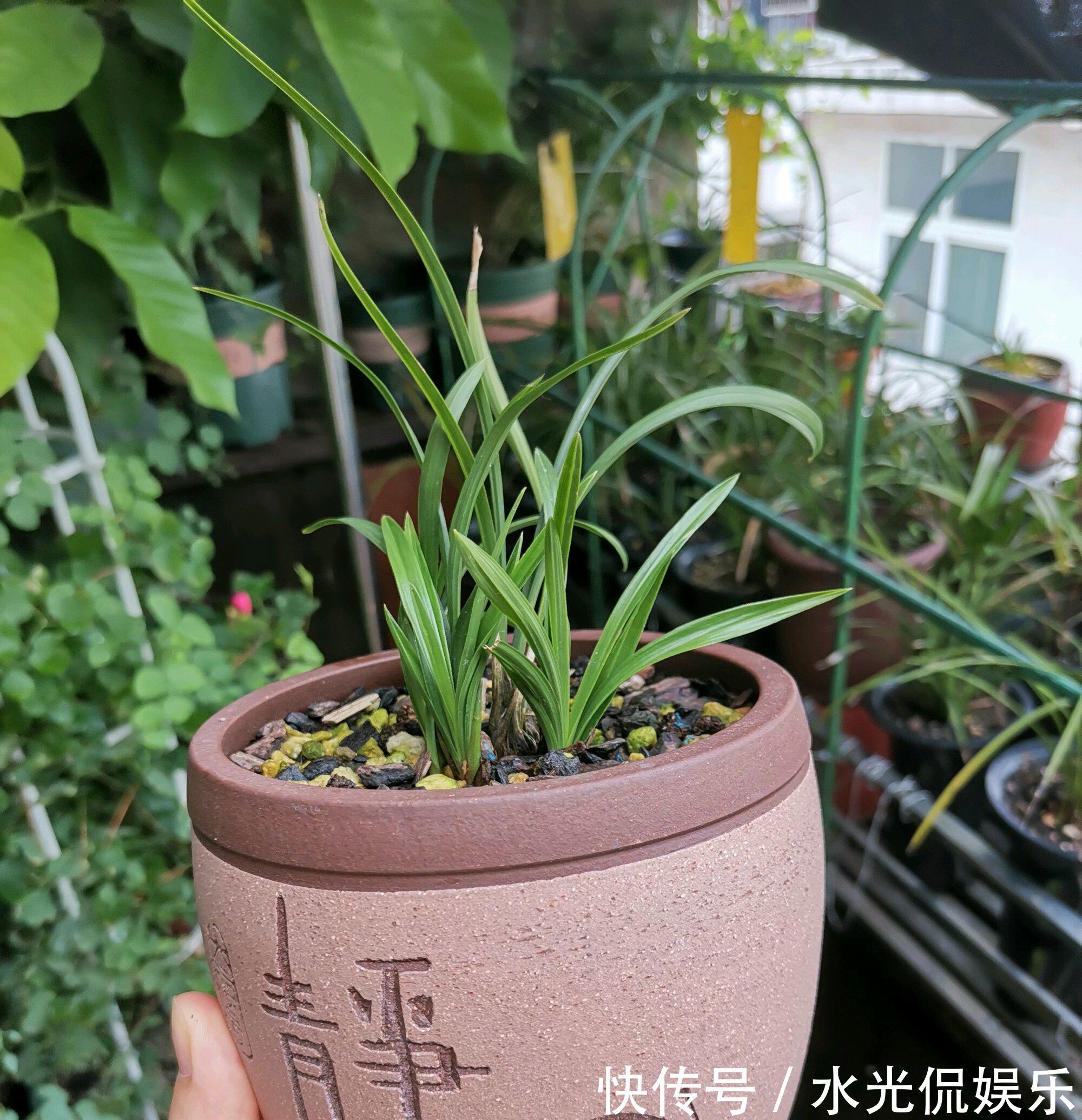 植料|新手养兰花，把握几个关键点，兰花不黄叶烂根易出水晶头
