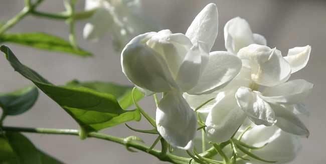 花友们|6月底养茉莉、三角梅,盆里扔“2种料”,根壮叶绿,花量特别大