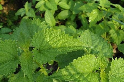 我家每年必吃，是菜也是药，用来炒鸡蛋比香椿还香，有花盆就能种