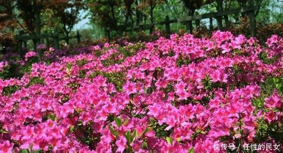 春天养花如何解决开花难拿它浇花,嗖嗖开出又大又漂亮的花