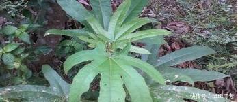 土人参|农村的此物,人称“土人参”,根部价值极为珍贵,遇见请珍惜