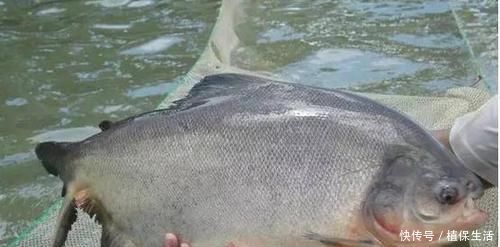 河鲀|各位钓鱼人,野钓中的这些有毒、有刺的淡水鱼,你们见过吗
