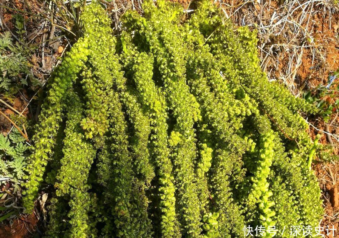 农村的6种花,烙饼子、炒菜、炖汤···再晚没得吃了!