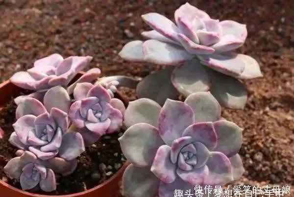 你喜欢老桩多肉吗?