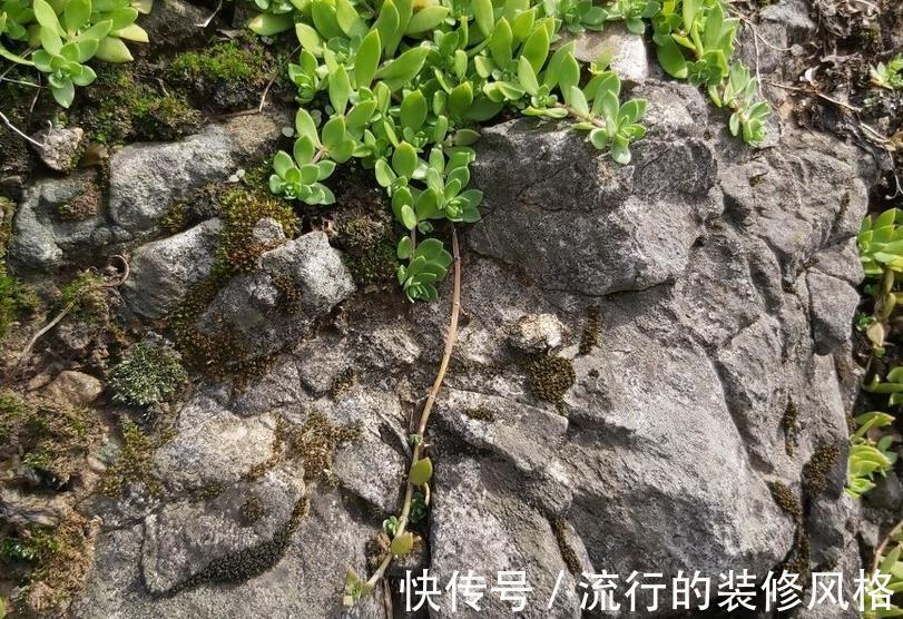 枝条|此种植物，易得还好养，最主要还好看，值得拥有