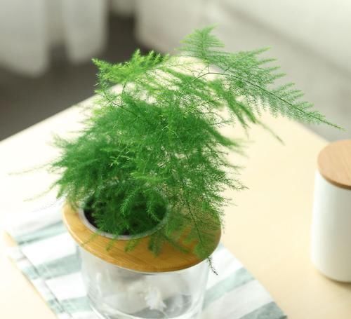 养文竹,谨记2多、2少,不黄叶,还不断冒新芽