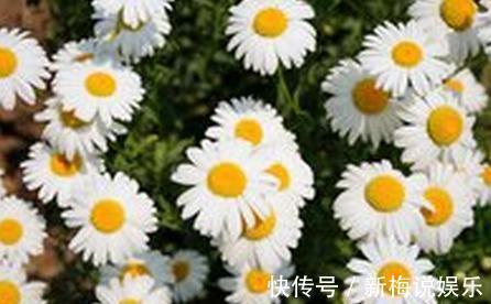 吊兰|这10种盆栽好看又好养,净化空气,但多数家庭都养了最后一种