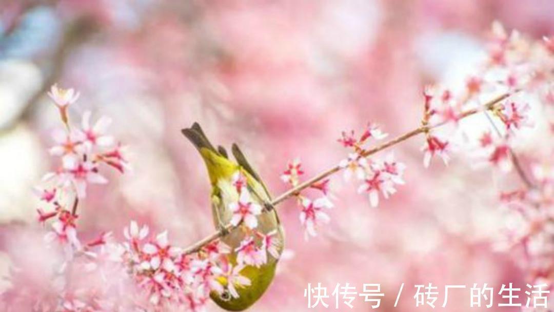 周公$曹操:一个被野心耽误的天才诗人,他这首千古绝唱一般诗人写不来