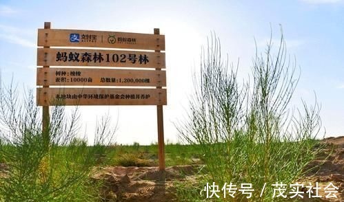 种树|阿里巴巴“晒出”一张照片，让用户心里不是滋味我们错怪马云了