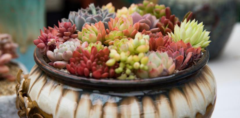 夏天养多肉,哪些时候不适合浇水?怎么浇水好?