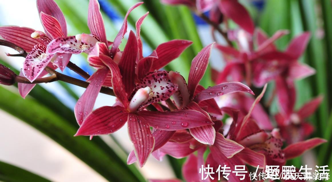 名花|中国传统十大名花你知道多少?各有千秋,看过后就像拥有!