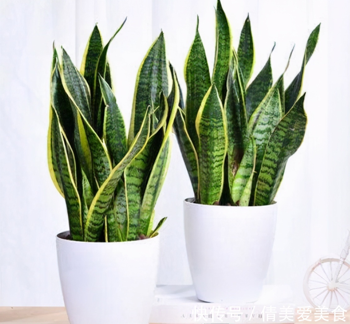 虎尾兰|人养花，花也养人，4种花是空气卫士，养在家里一级棒