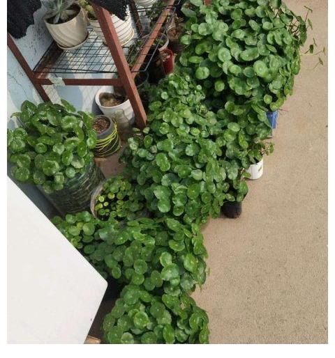 铜钱草|夏天养这三种花要注意，一天不浇水就打蔫