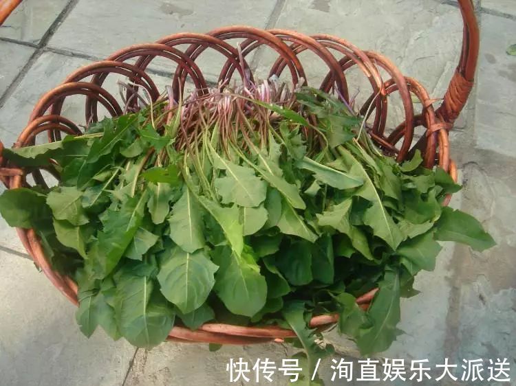 肠炎者|自己“晒干”的蒲公英,能当茶泡水喝吗有什么“禁忌”吗
