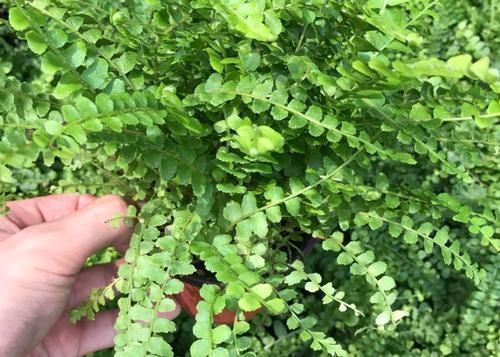 浇水|痴迷养花不要错过这“5款”,漂亮好养又杀菌除尘,让人待得舒服