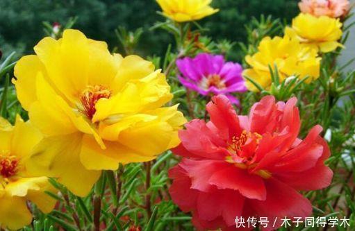 4种花漂亮不输牡丹，可盆栽种植，四季开花，很值得拥有