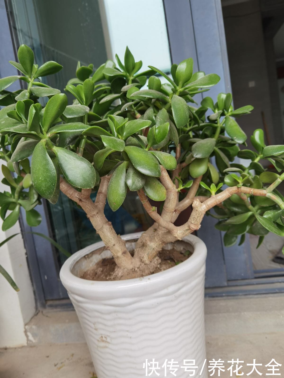 能长成“小树”的多肉，养得越久长得越壮，老桩看着真喜人