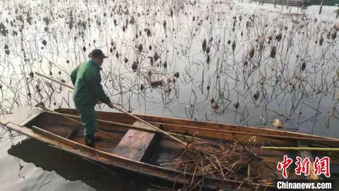 荷花|杭州西湖残荷开始收割清理 150亩荷花4月可见小荷尖角