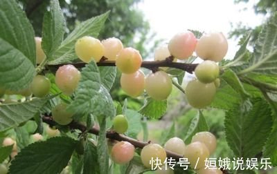 保护视力|体积不大,作用却不小,女性经常吃,皱纹没了,斑也淡了