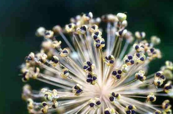 木籽|常吃韭菜补肾脏医生真正养肾的2种食物，男性却都不爱吃！