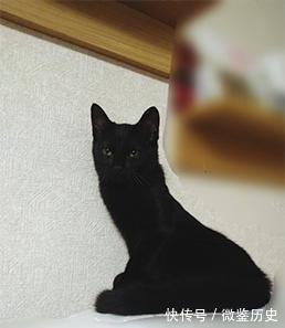 还原|全球的猫都想屏蔽这个日本人,他到底做了多少沙雕手办?