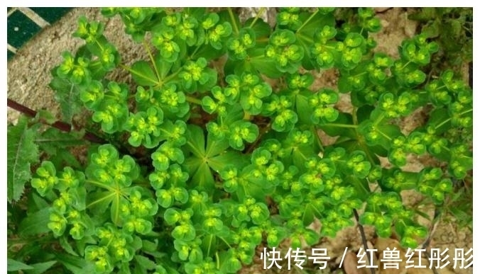 腻得慌|农村一种植物，人称“猫耳朵”，若您见到，别急着铲除