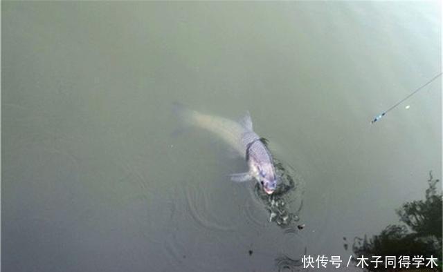 搅拌均匀|盛夏钓大水面,水广鱼稀聚鱼不容易,分享几个窝料配方和打窝技巧