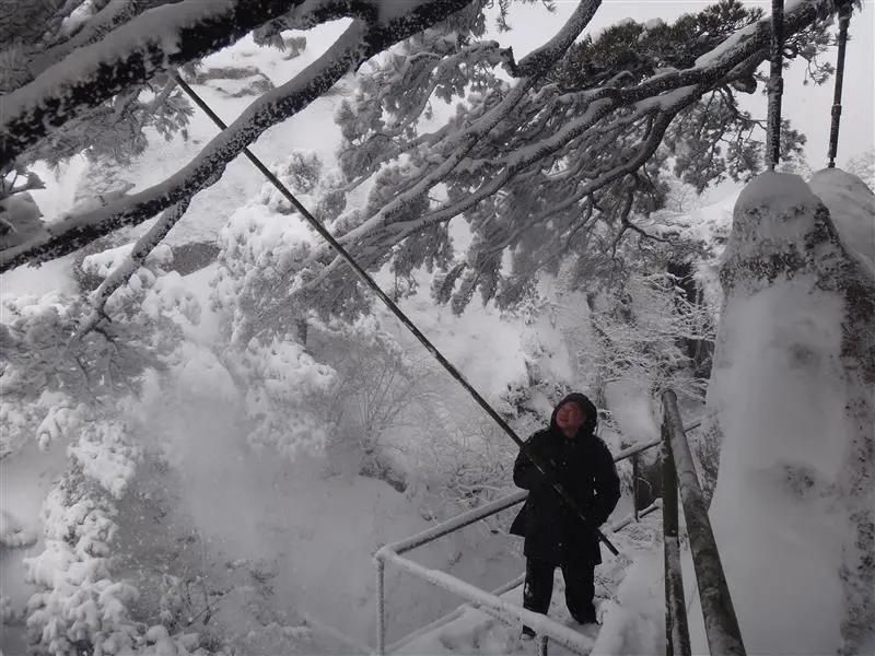 周总理|周总理曾亲自致电确保安全！世界唯一专人守护的黄山迎客松，到底是真的吗？