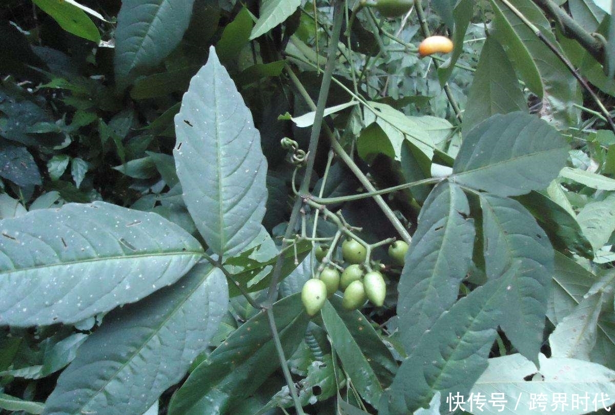 卖到|农村山上常见的野草,如今1斤卖到500元成稀罕货,你值得拥有