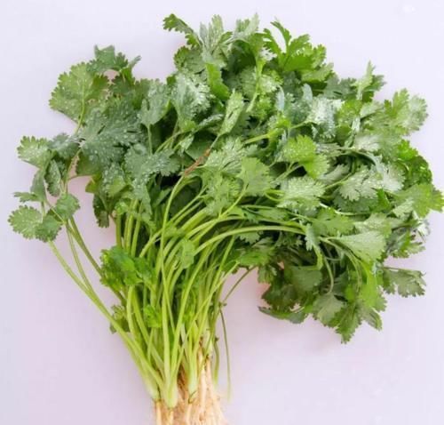 保存香菜,不要直接放冰箱教你正确方法,香味浓郁,放1年不坏