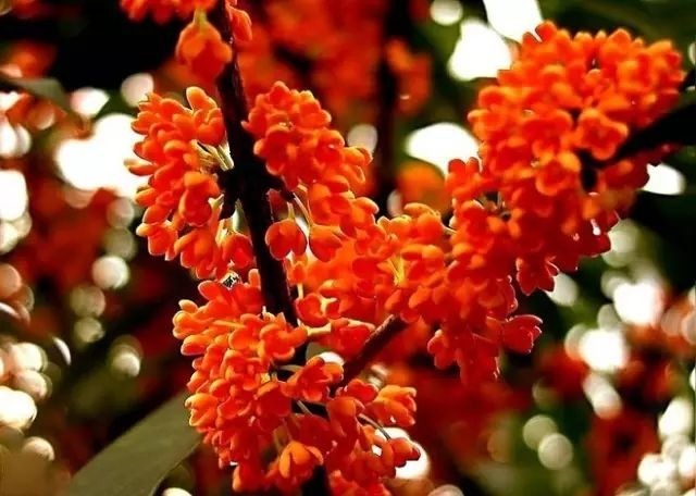 院子种上此些花，花期200天,一年四季都是花园