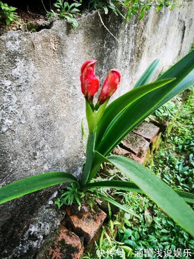 花盆|真正的花坚强，墙缝、地缝都能长，开花特别旺！