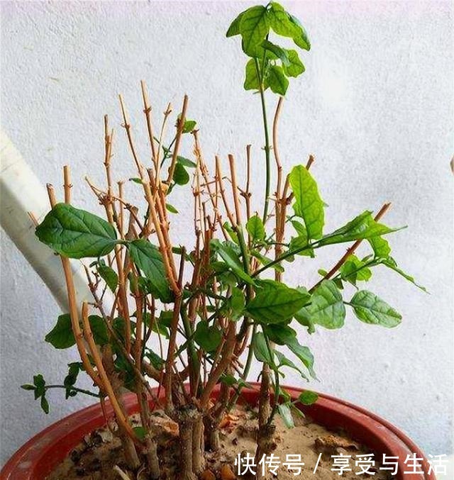 春天养茉莉,下狠手剃光头,1年开5次,次次爆盆香气浓!